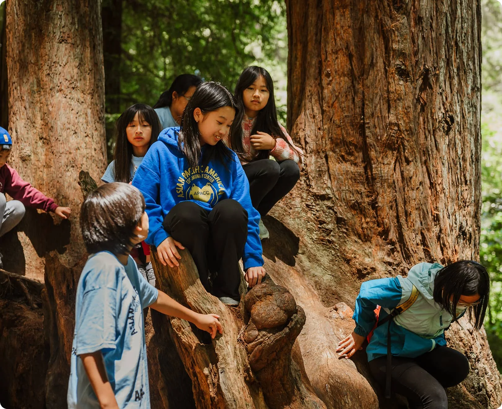 Children exploring a fallen redwood log in a California coastal redwood forest