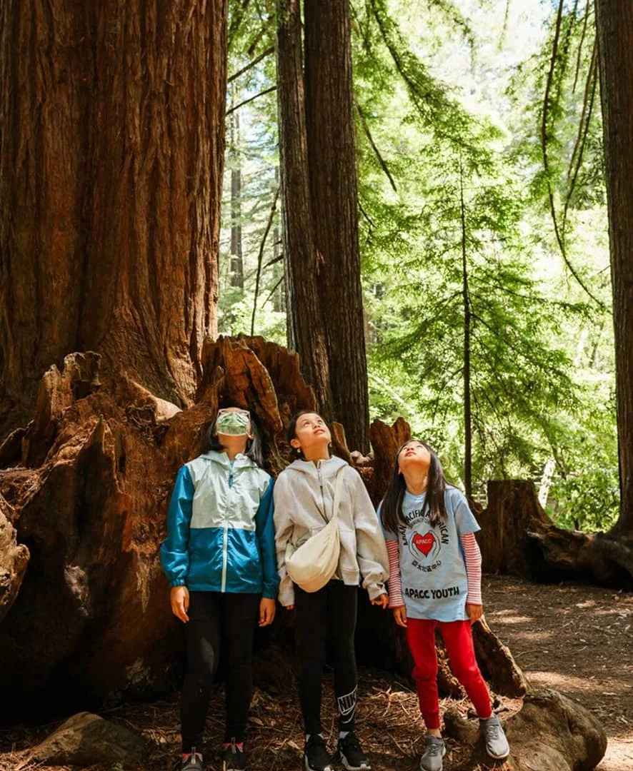 Children looking up at ancient redwood trees in a California forest