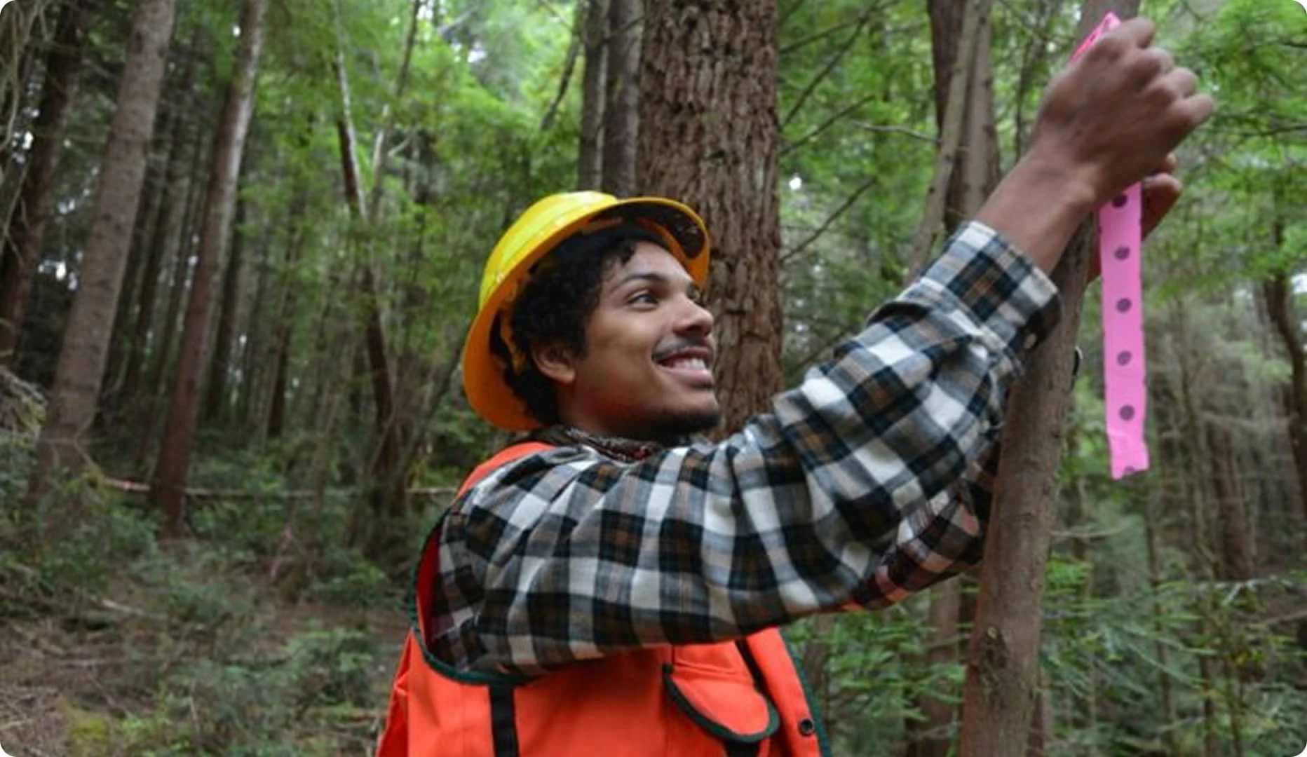 Conservation worker tagging a redwood tree during a forest survey in California