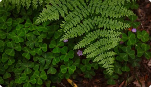 Fern and wildflowers growing among clover on a California redwood forest floor