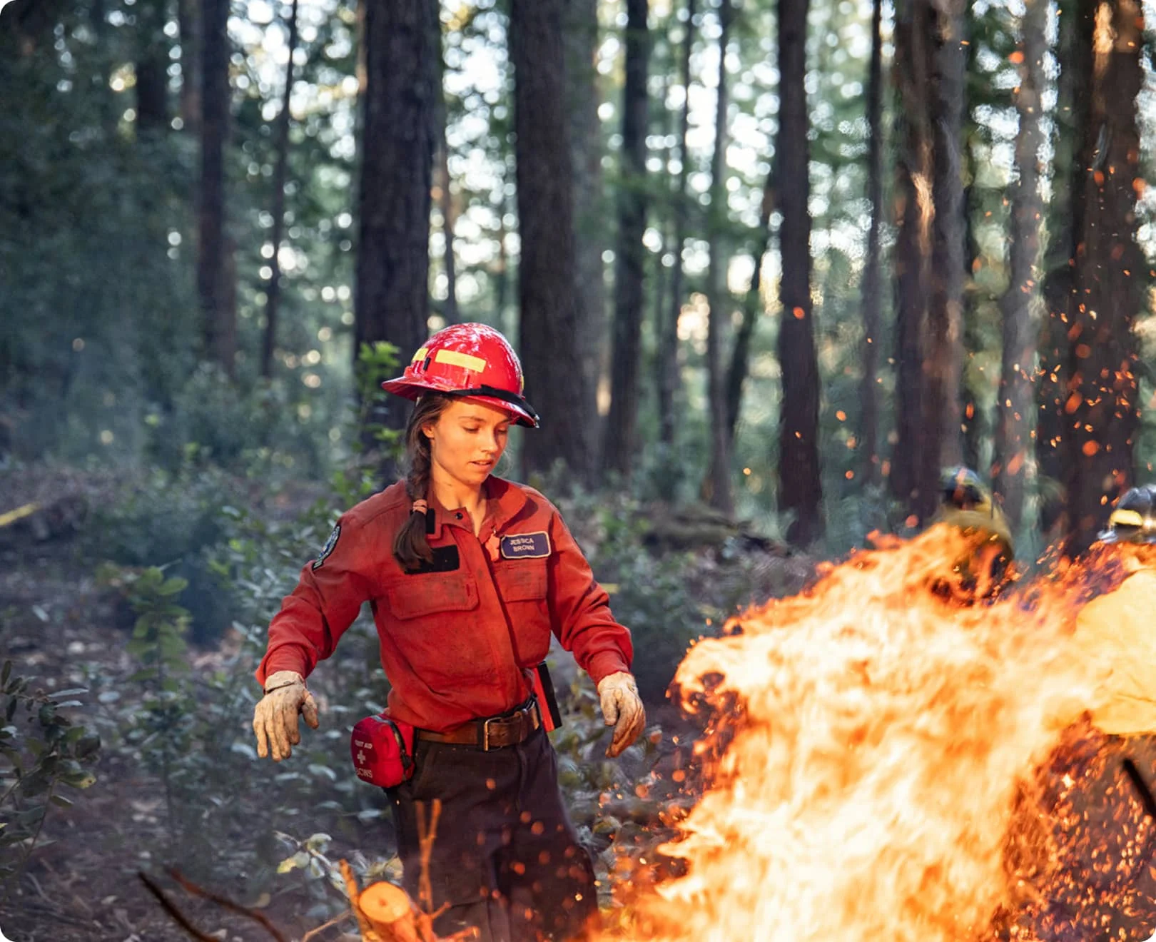 Firefighter conducting a prescribed burn in a California redwood forest
