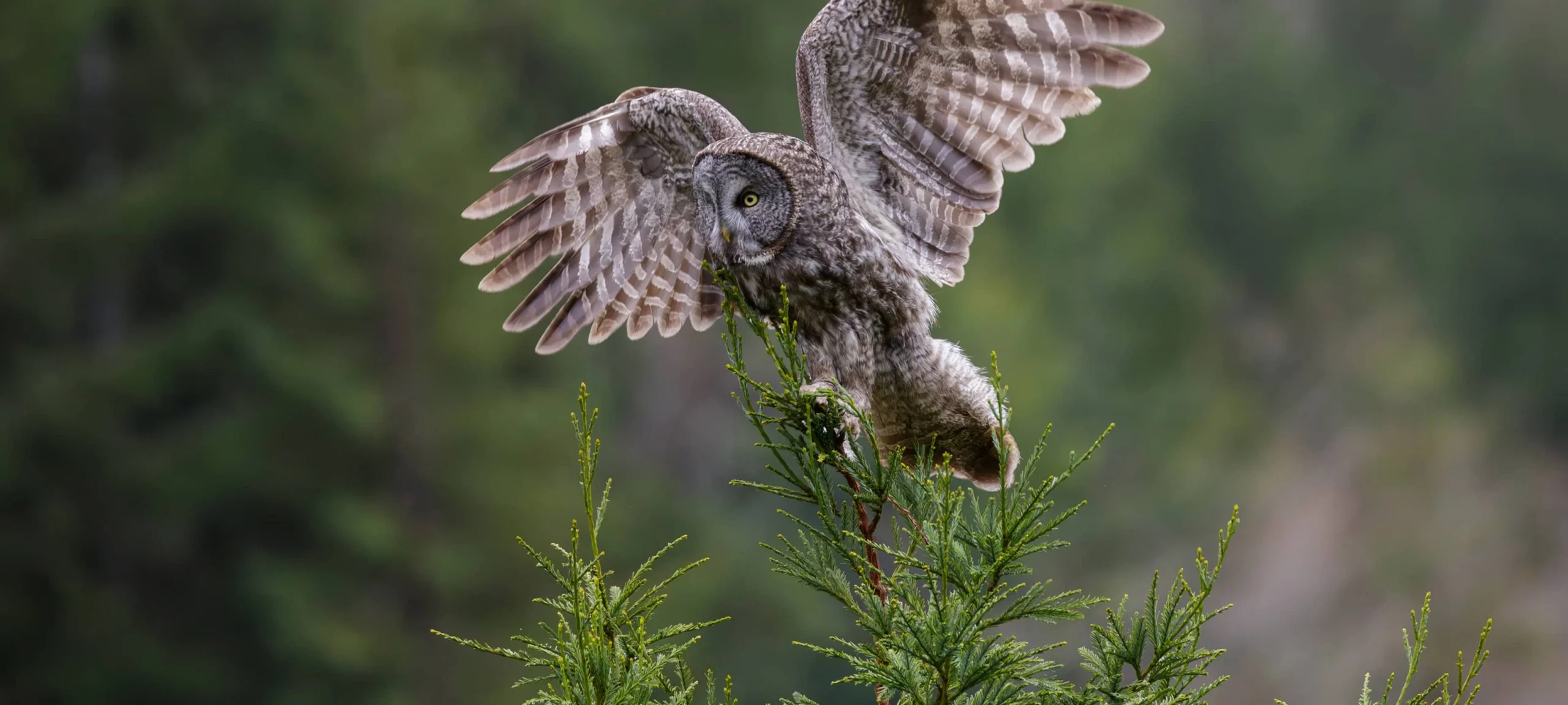 Great grey owl landing on a redwood tree branch in a California forest