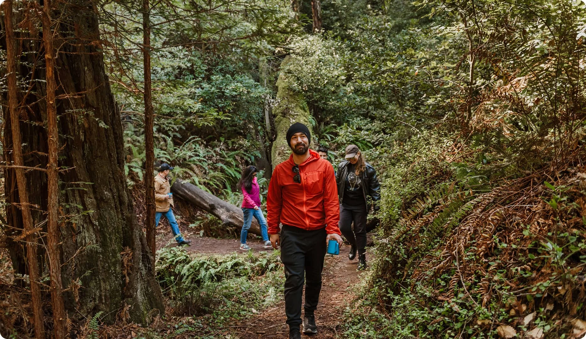 Group of hikers on a trail through a lush California coastal redwood forest