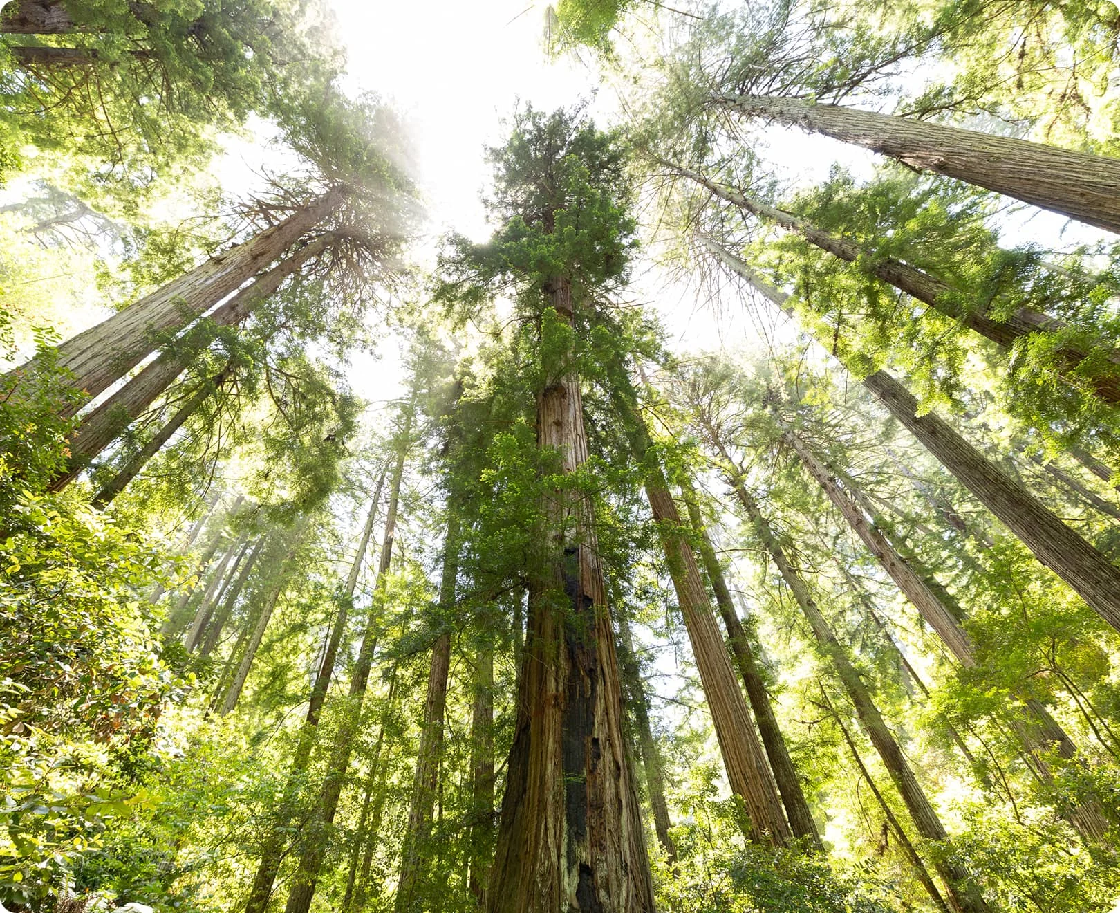 Looking up through towering ancient coastal redwood trees into a sunlit California sky