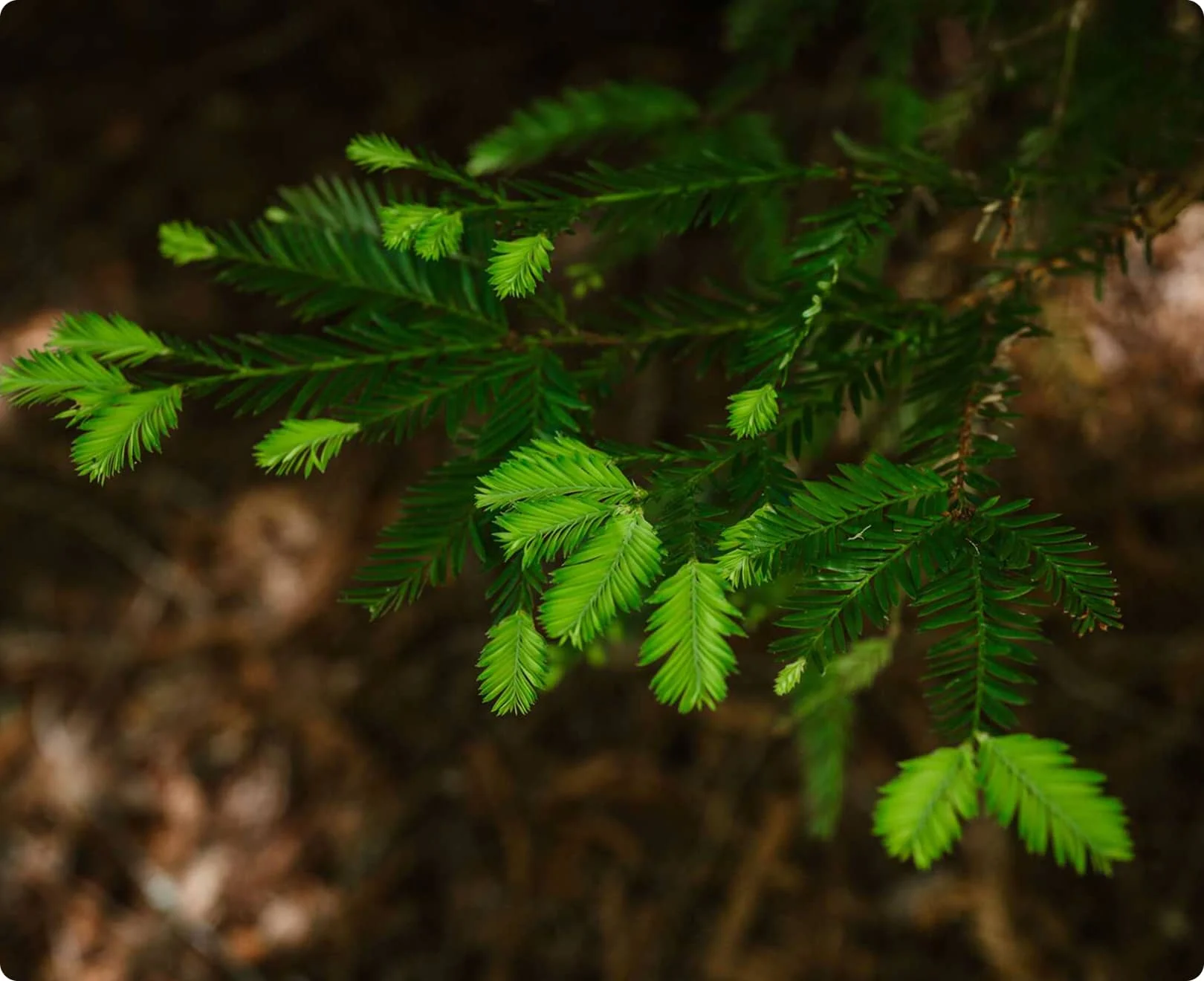 Close-up of new growth on a coastal redwood tree branch in California