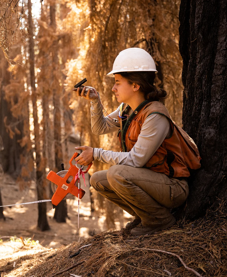 Researcher measuring a fire-damaged redwood tree in a California forest.