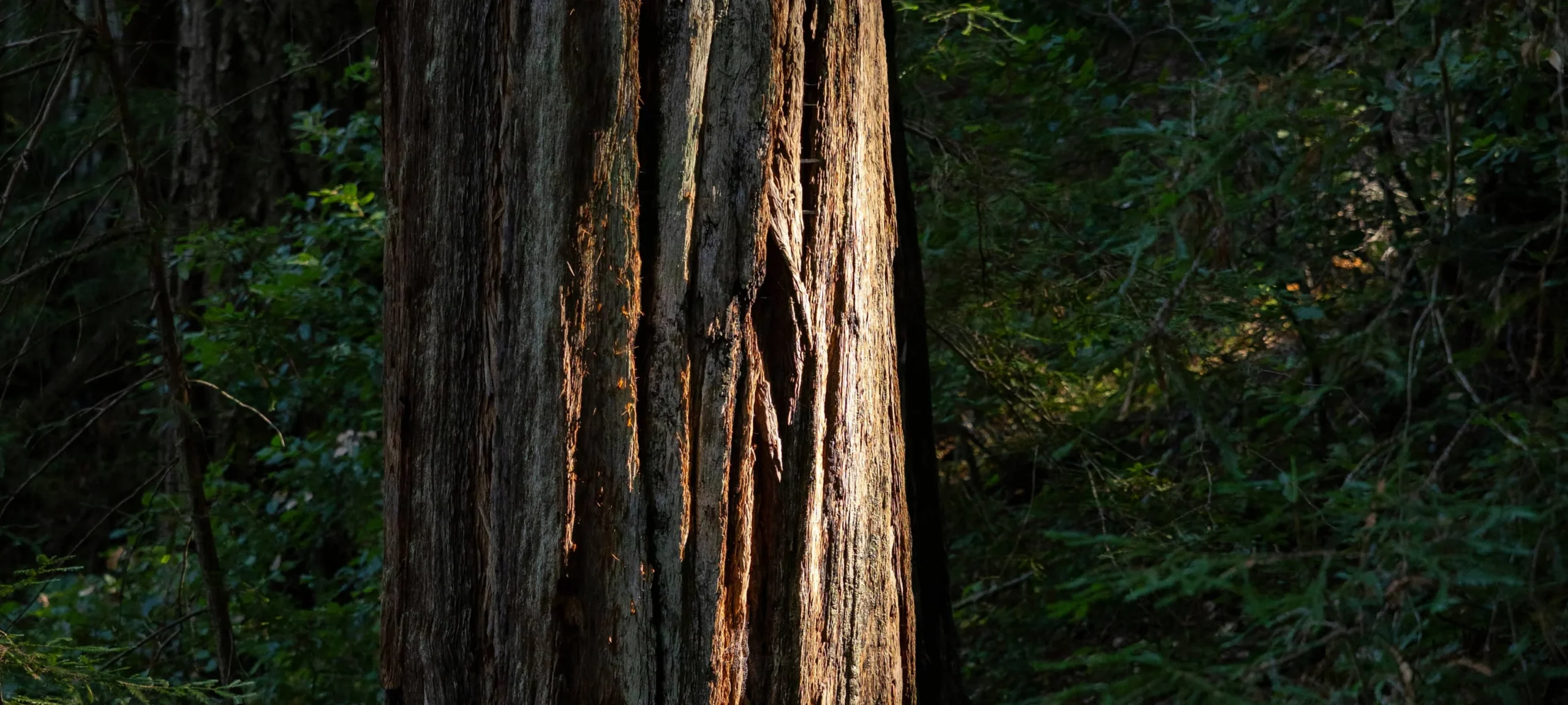 Sunlight illuminating the bark of ancient coastal redwood tree trunks in California