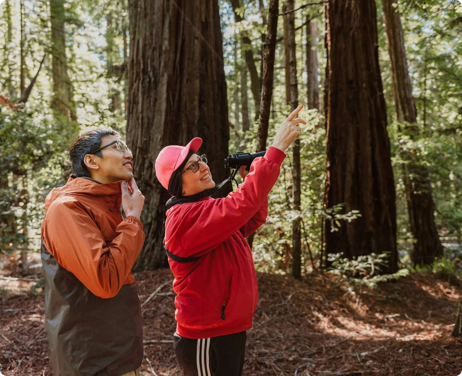 Two people birdwatching with binoculars among coastal redwood trees in California