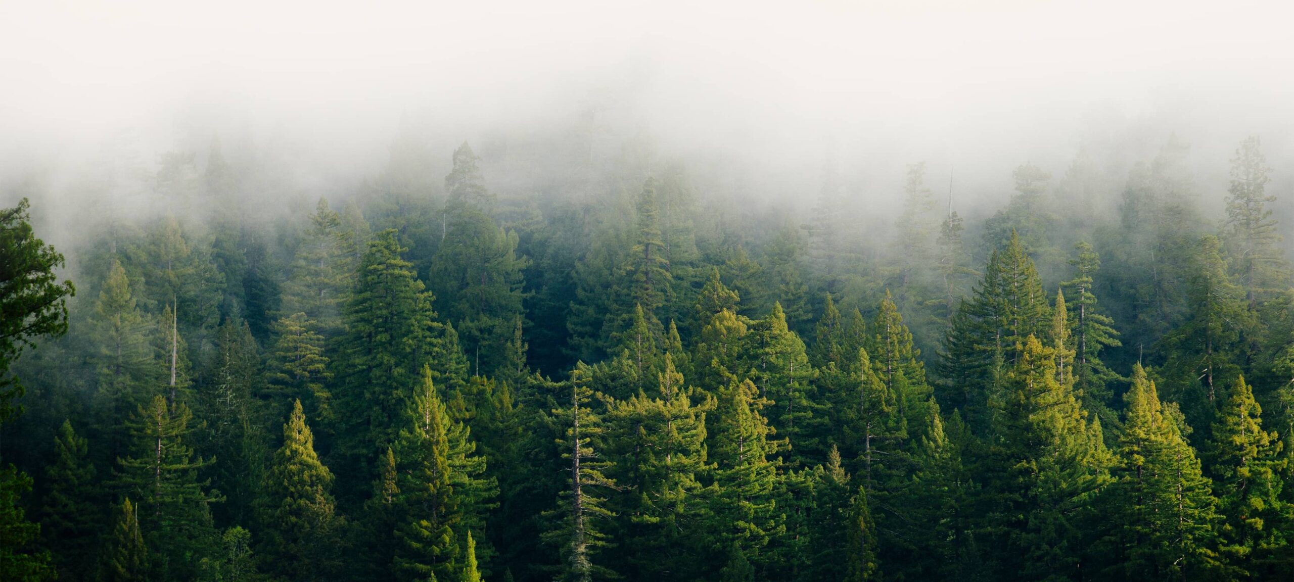 Redwood forest beneath blanket of fog