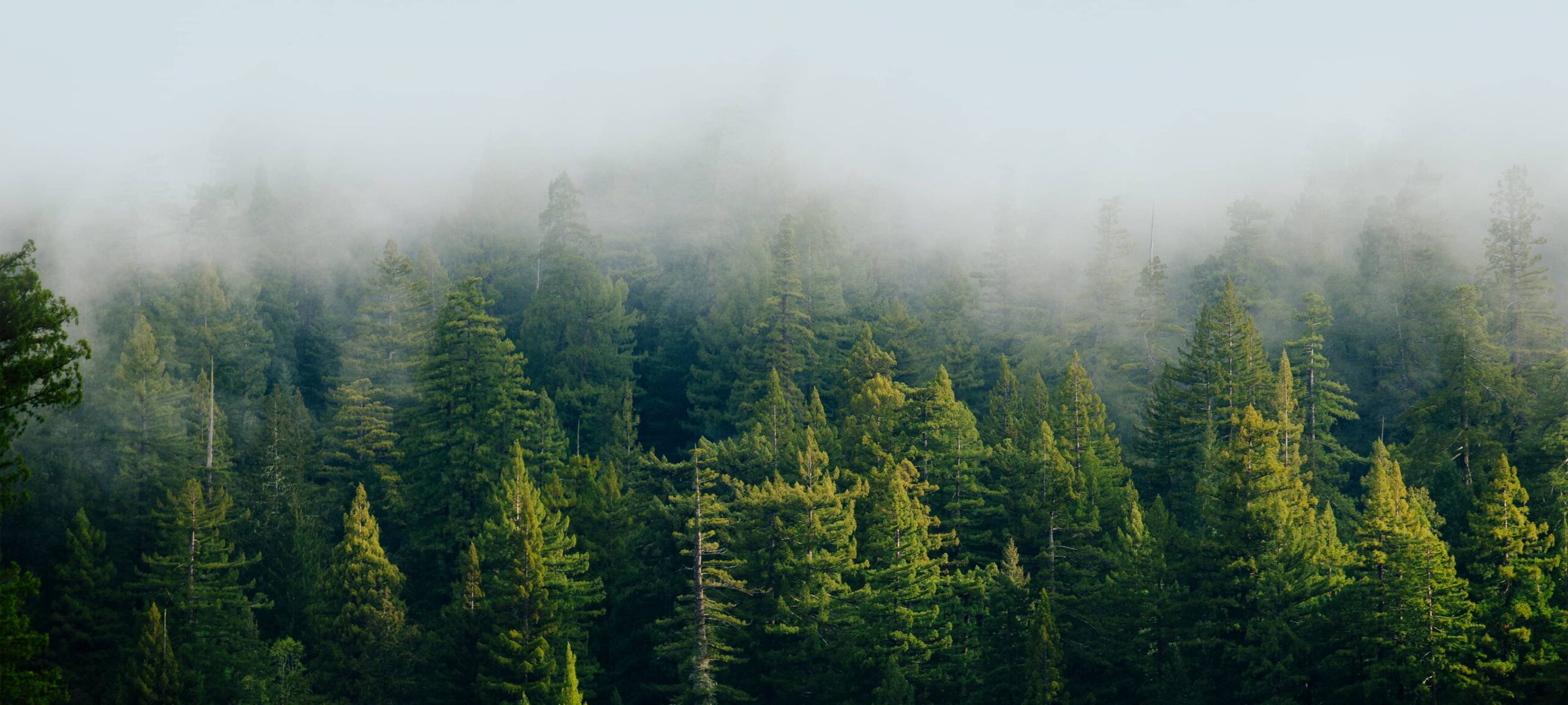 trees and fog