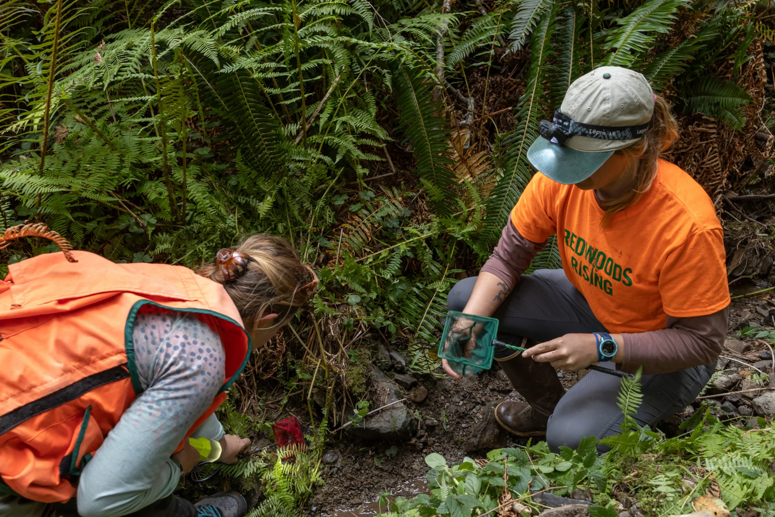 restoration workers in creek collecting samples