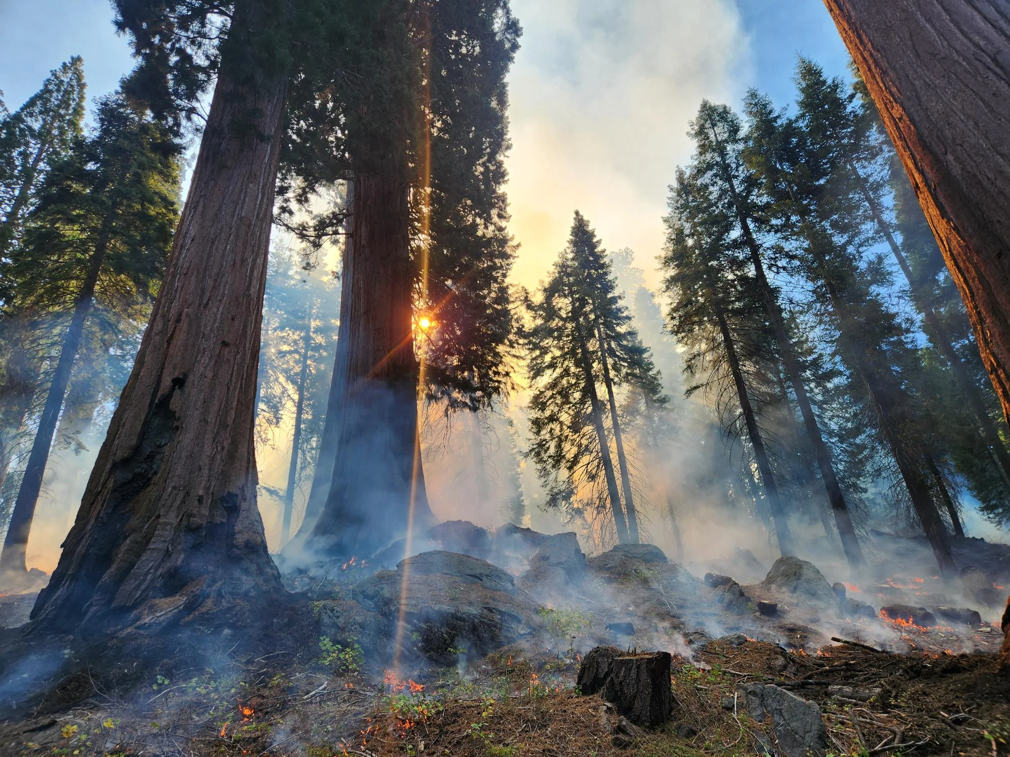 Wisps of smoke from a controlled burn wind through giant sequoia trees with the sun in the background.