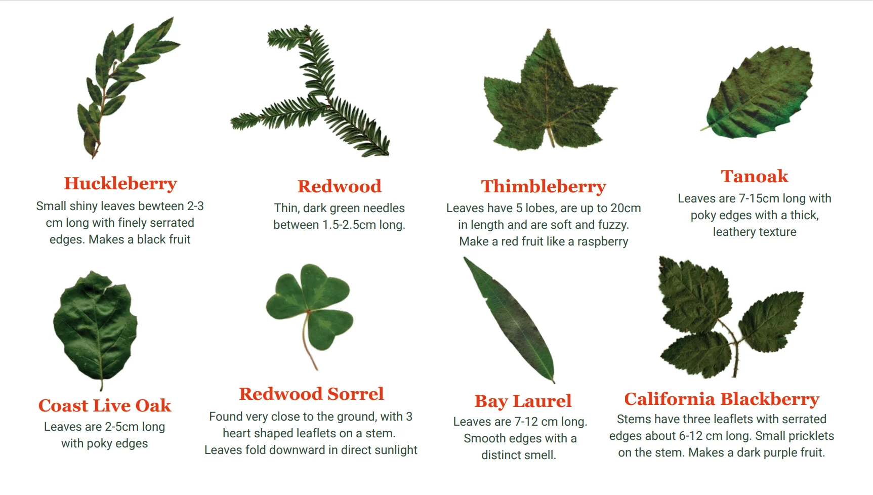 Plant identification guide