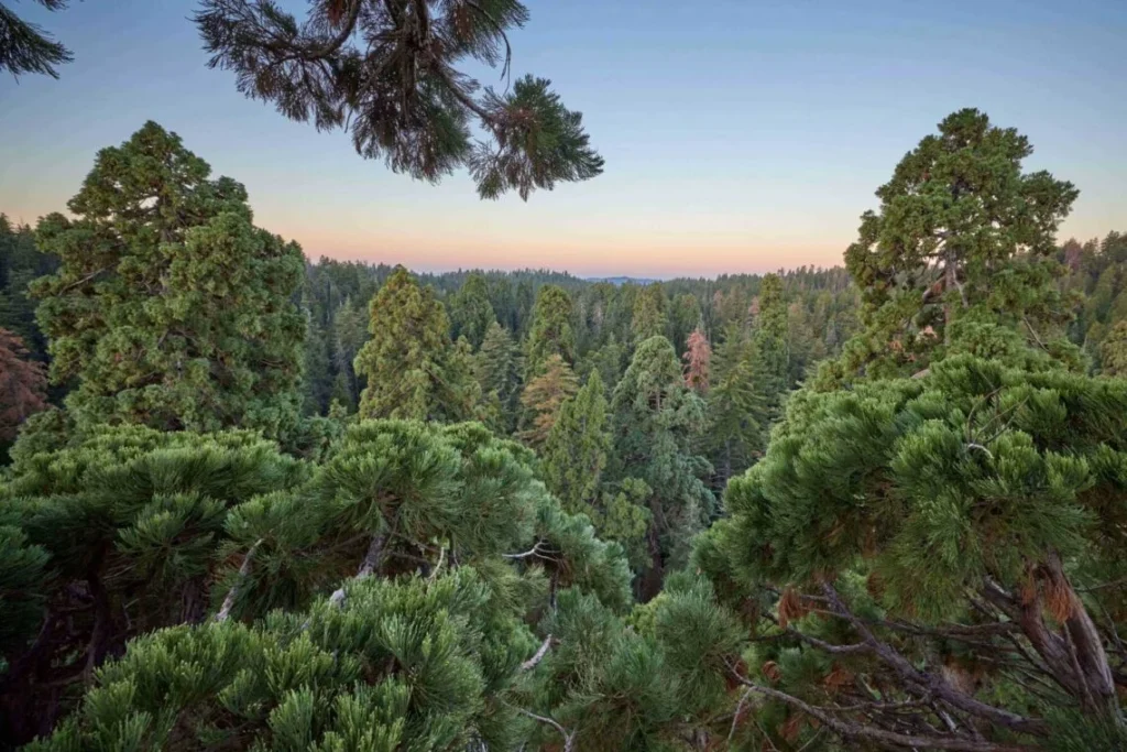 the canopy-level of a large forest with the horizon turning orange in the far distance