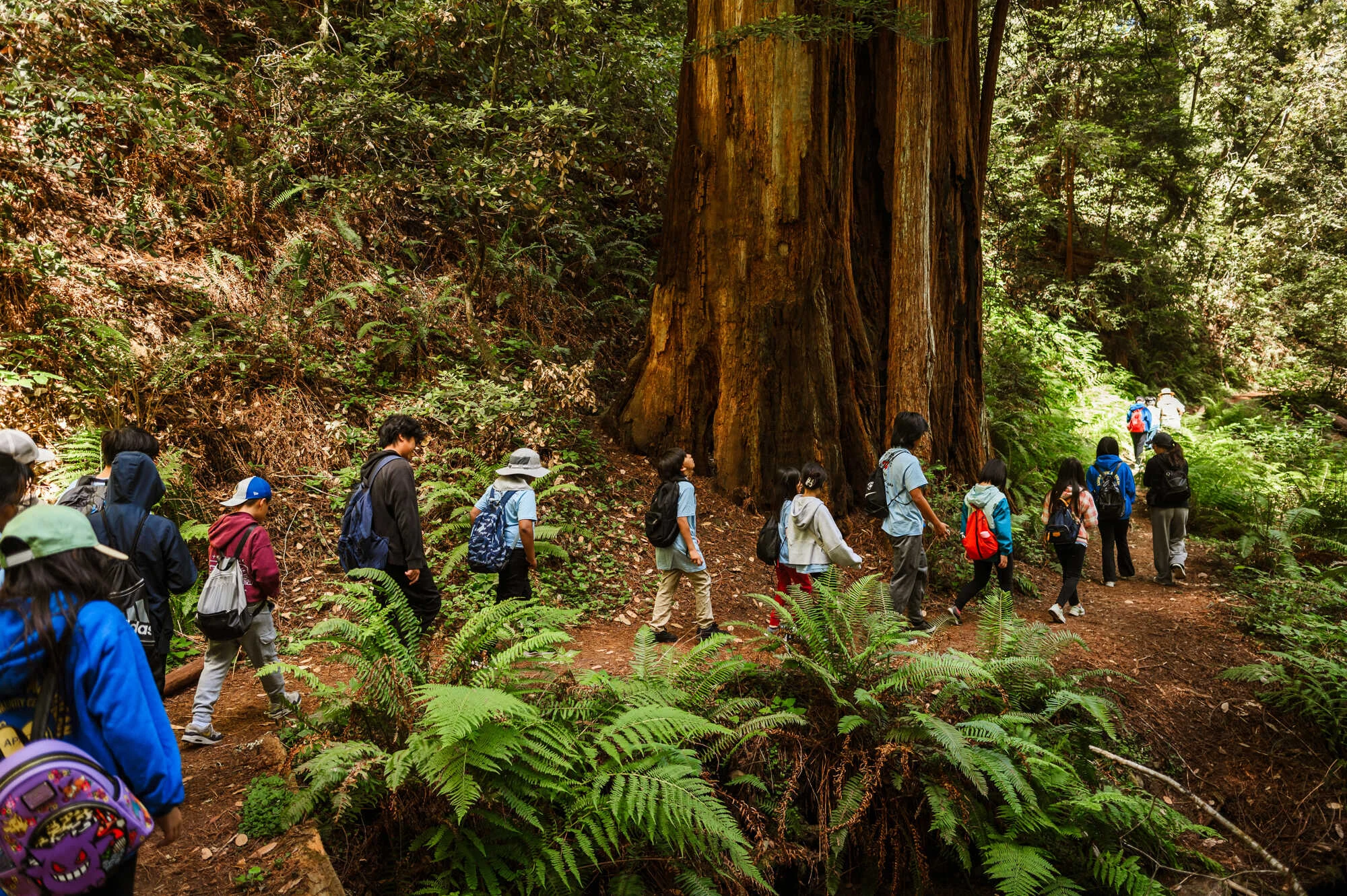 Students in a line hiking on a redwood trail.