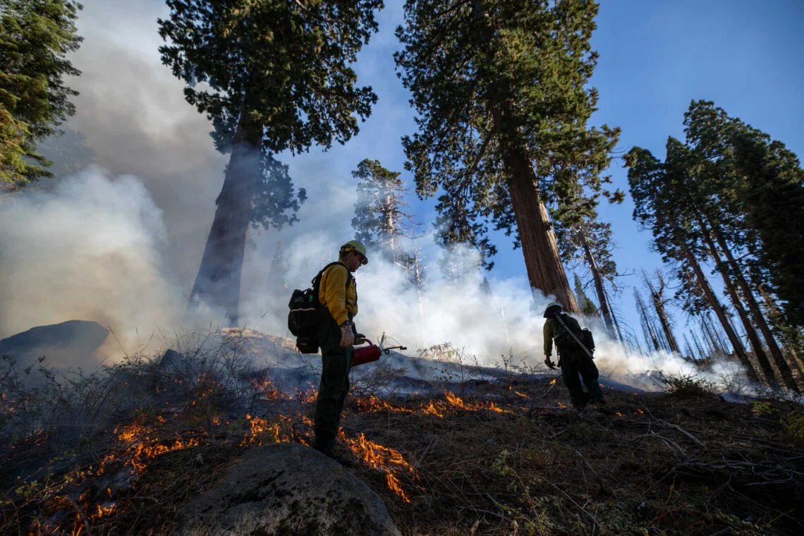 a worker stands on a small boulder while embers light up shrubbery just past them and smoke rises into the trees