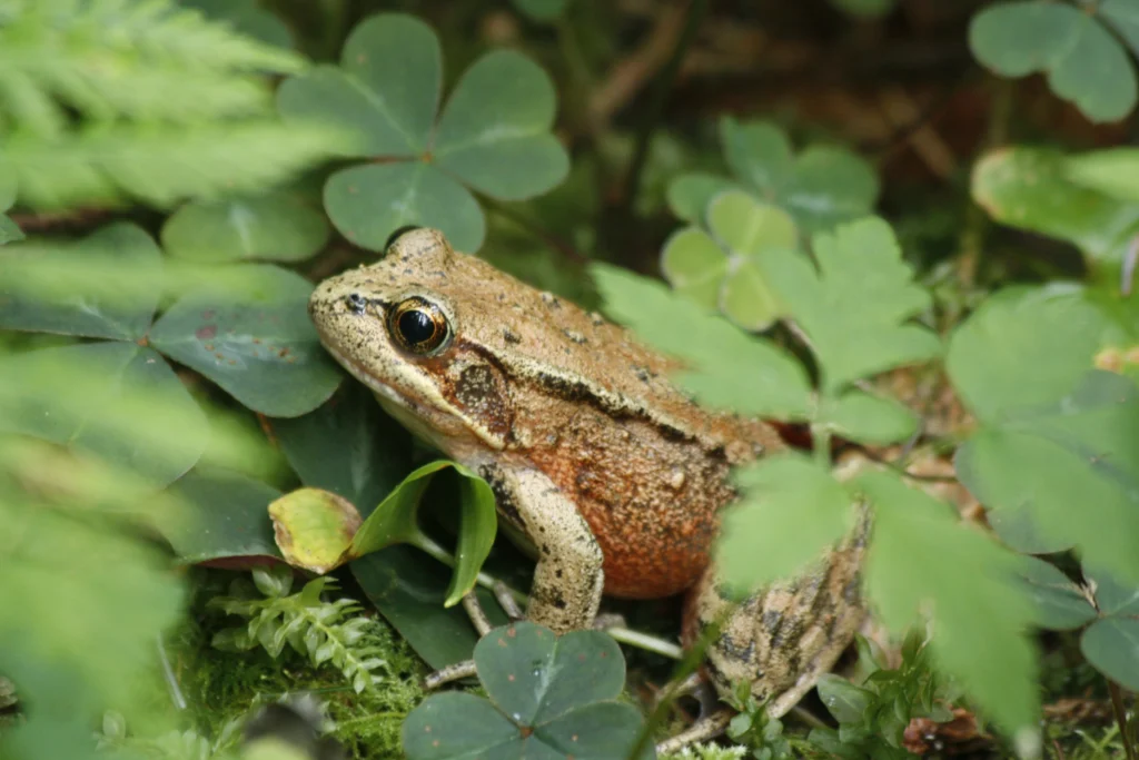 frog_debbie_o_grady