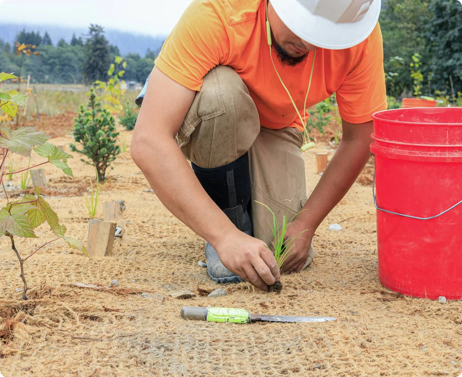restoration planting at 'O Rew. Photo by Amy Kumler