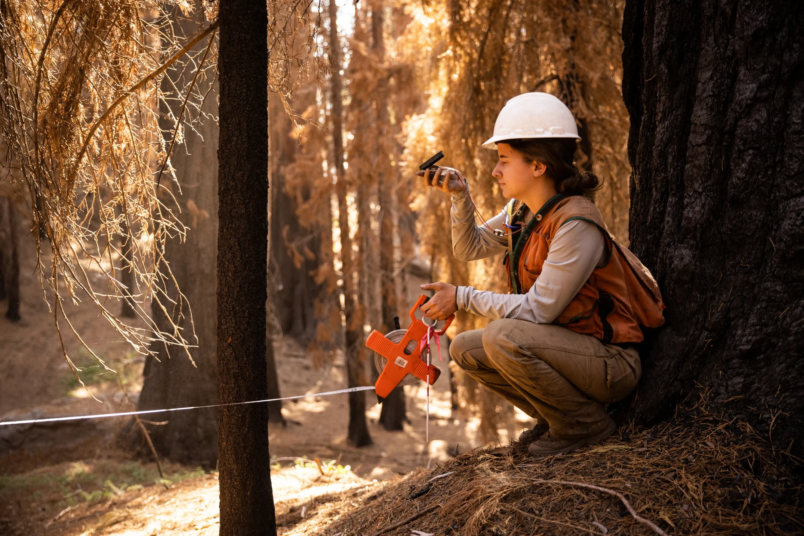 forest scientist taking measurements in the Giant Sequoias.