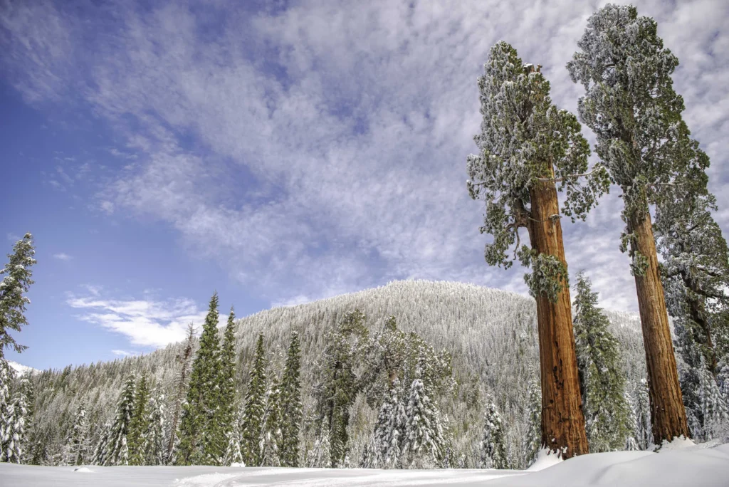 skier in a meadow near giant sequoia trees.
