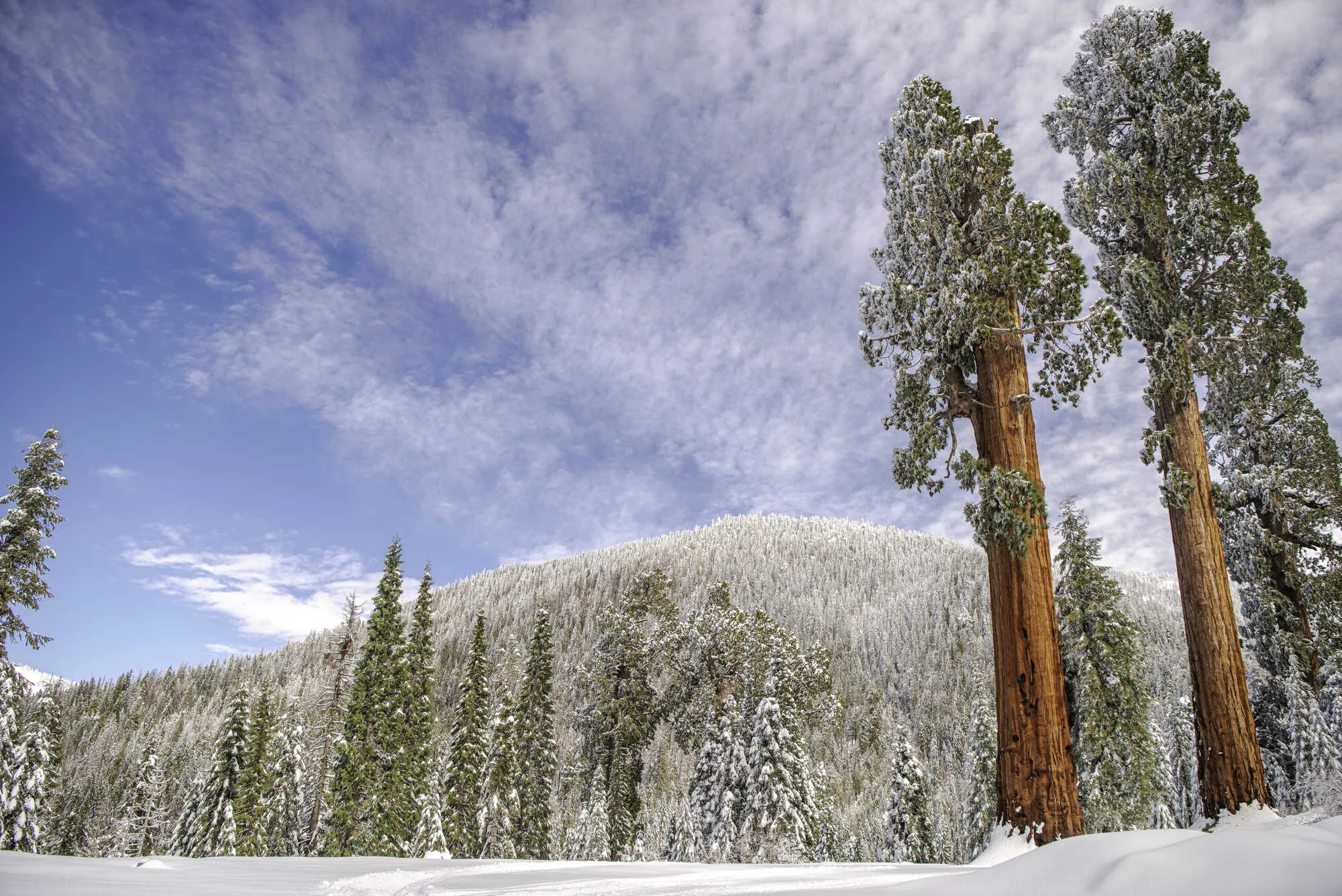 Alder Creek giant sequoias in the snow