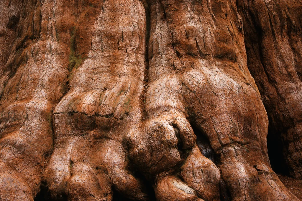 Bark by JulNichols;iStock Giant Sequoia tree trunk