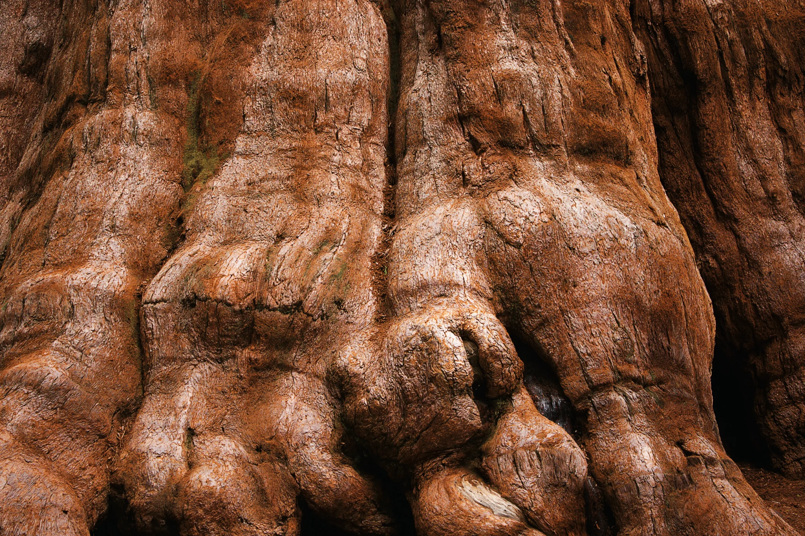 Giant Sequoia tree trunk
