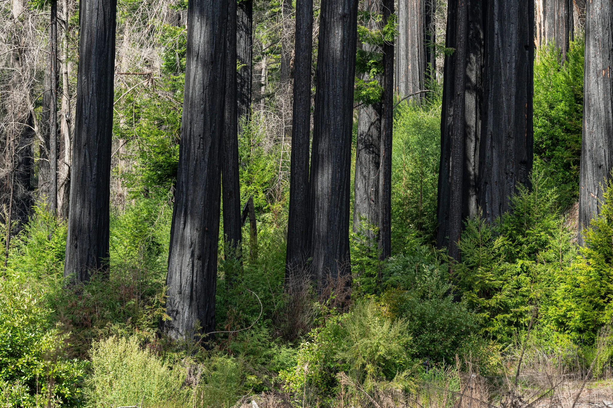 Redwood tree stand with wildfire damage and new growth