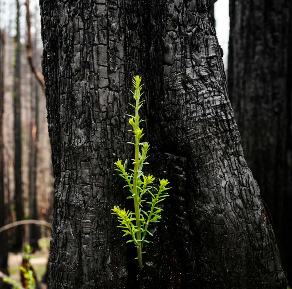 New redwood growth on burned redwood tree