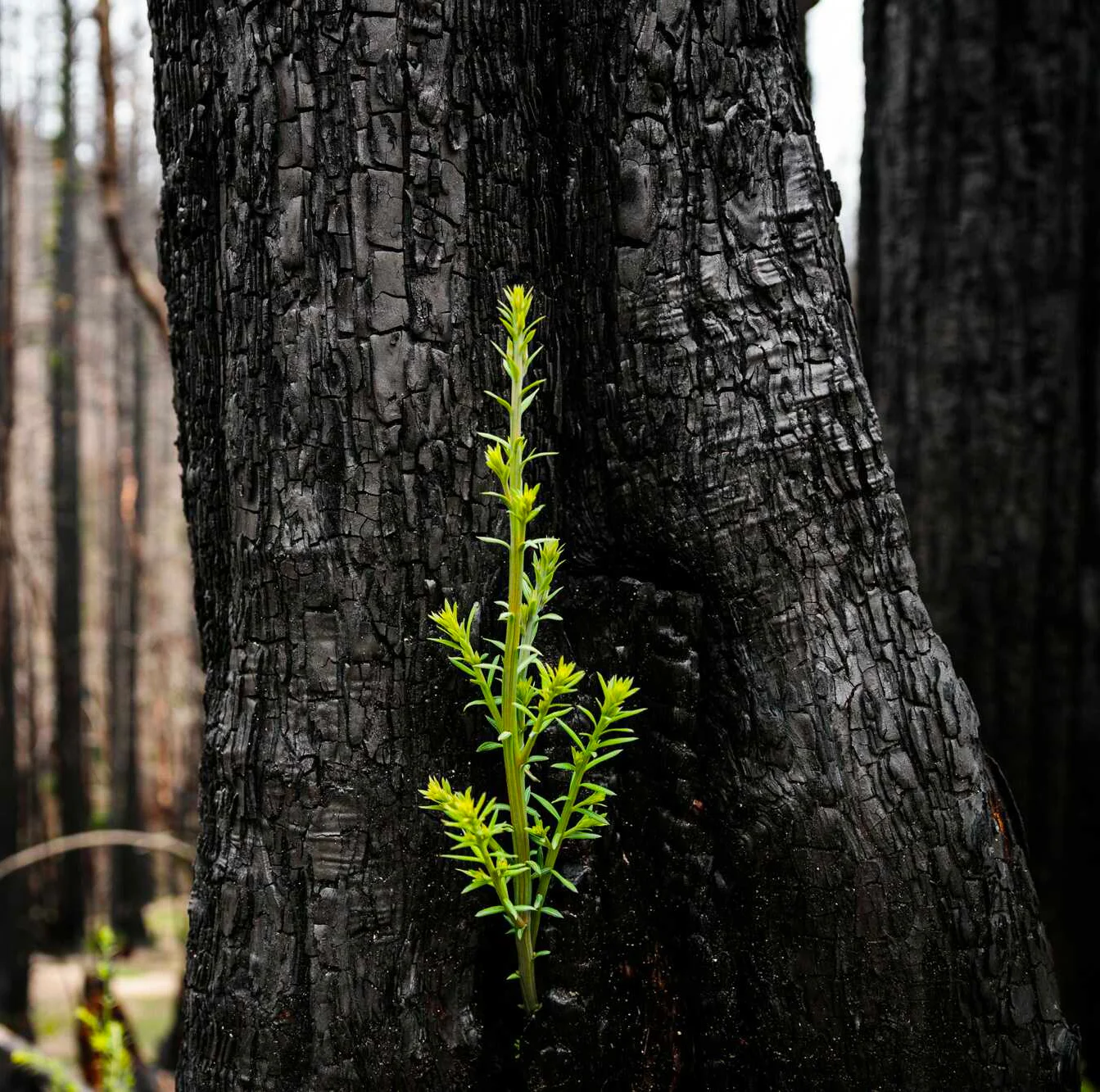 New redwood growth on burned redwood tree