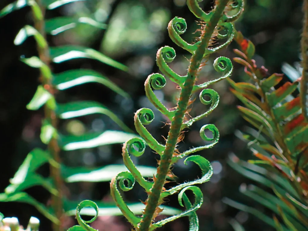 Fern by Mvarsanyi Curling leaves of a sword fern