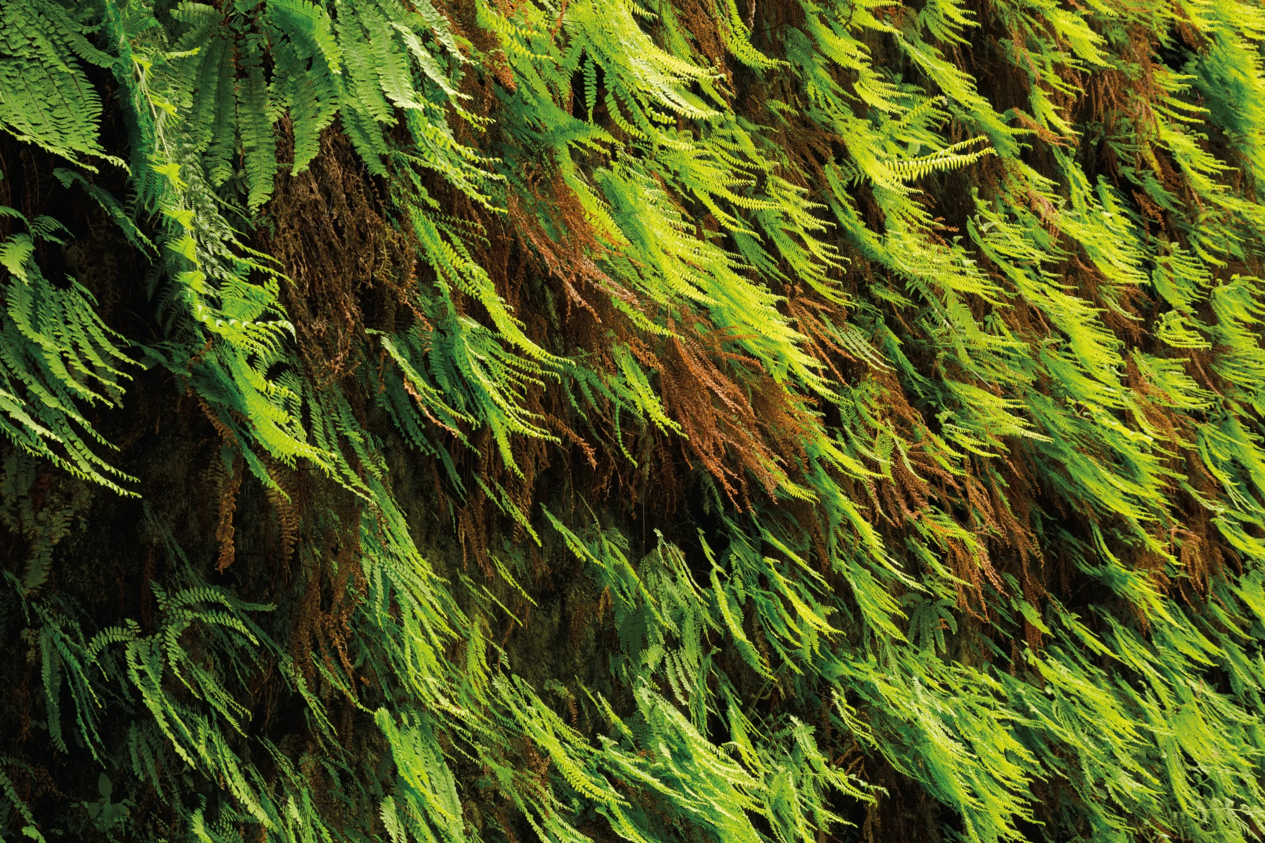 Ferns covering wall of Fern Canyon