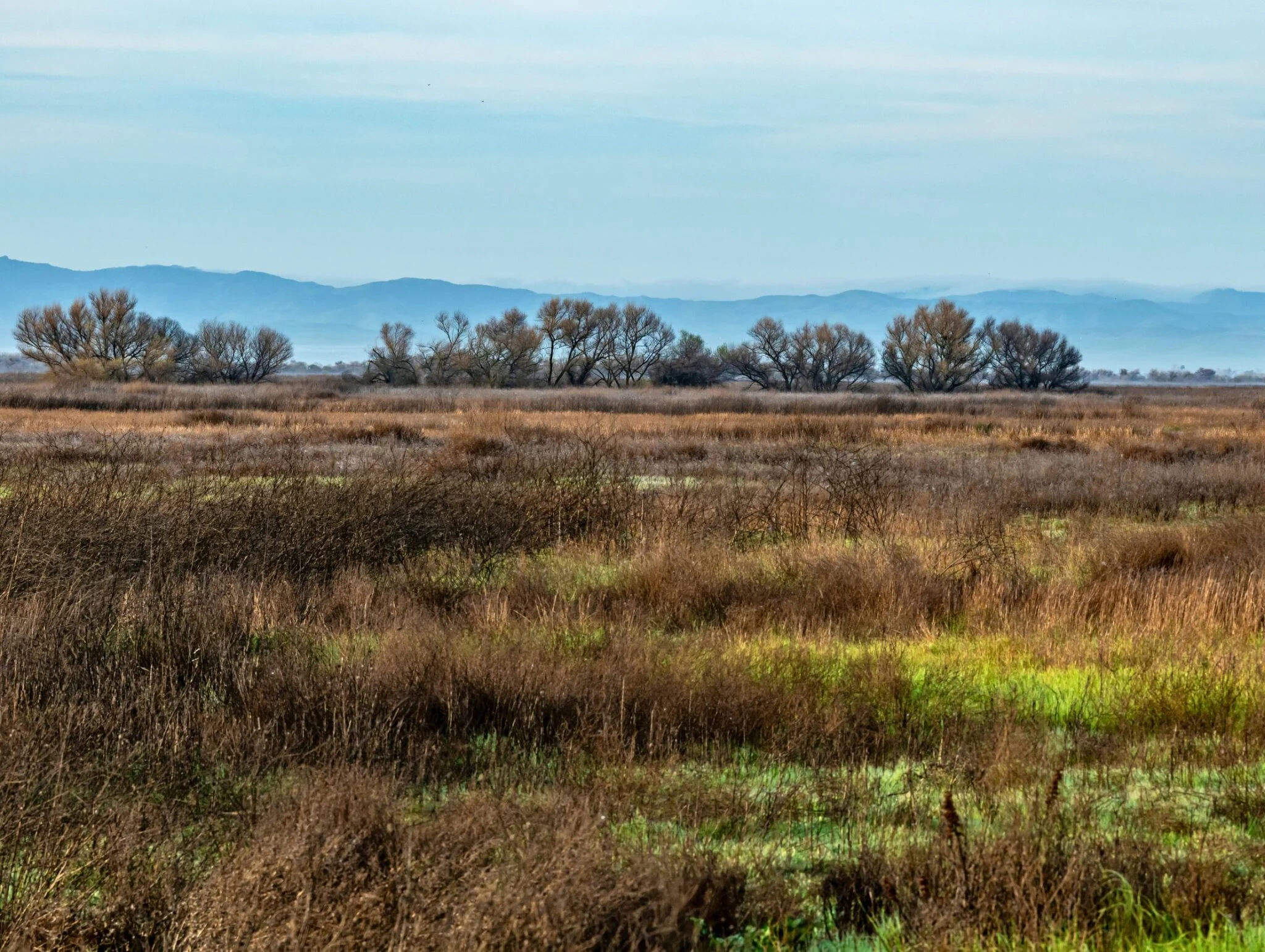 Grasslands with trees and hills in the background.