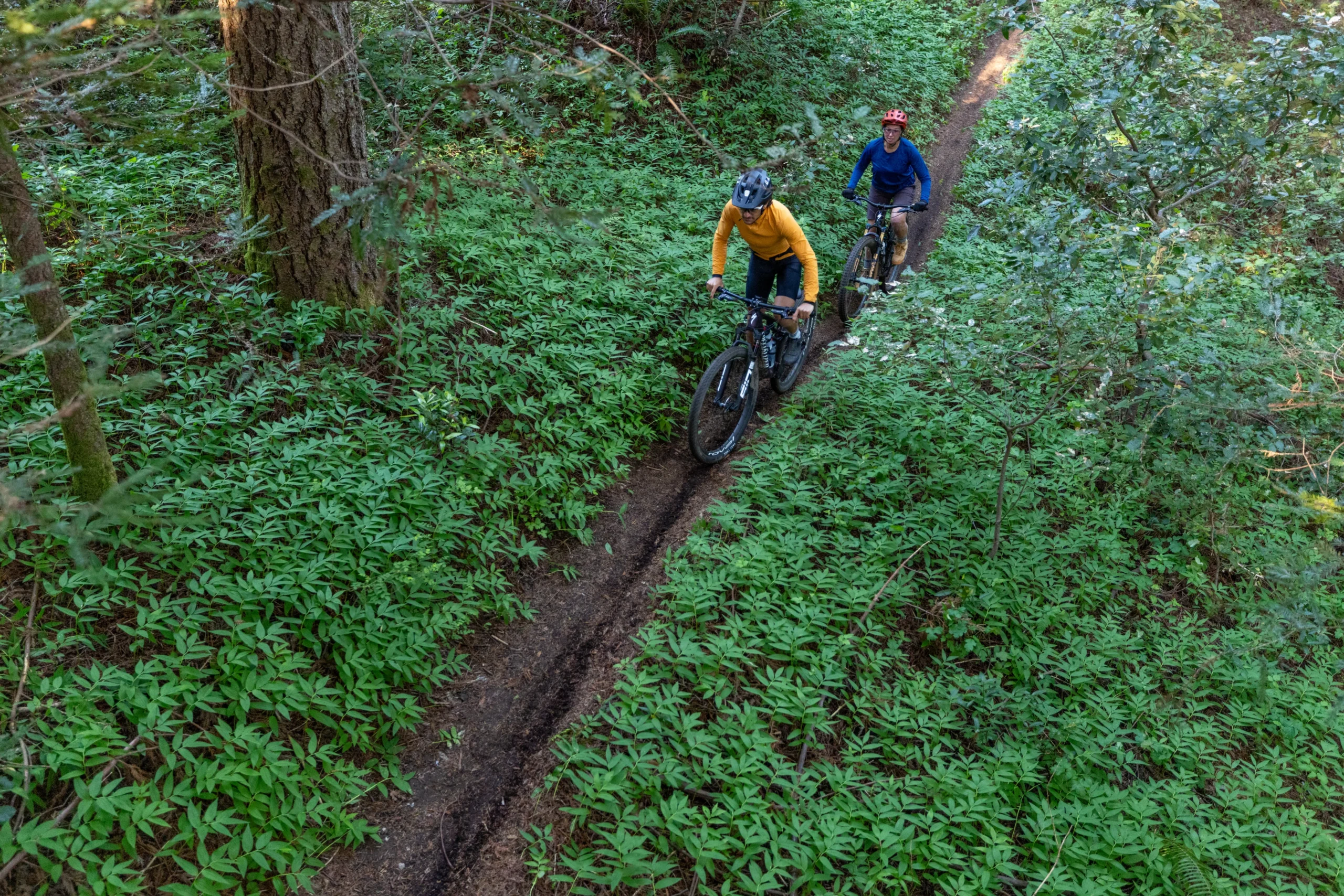 two people mountain biking in a redwood forest
