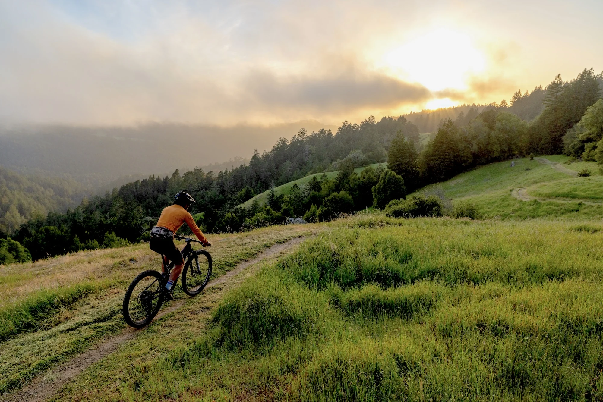 a mountain biker descends through a grassy meadow toward a redwood forest