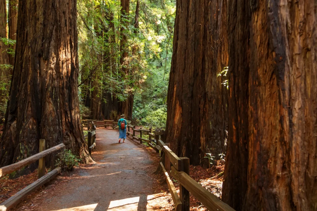 a woman walks pensively down a path leading between giant redwood trees