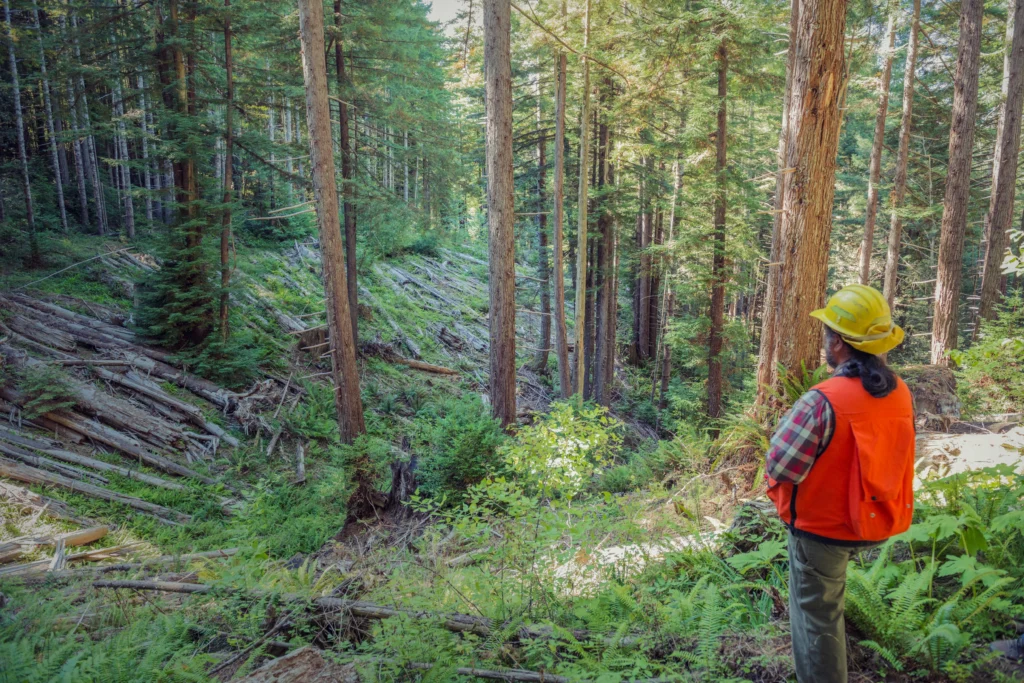 Site of road retirement Redwoods Rising
