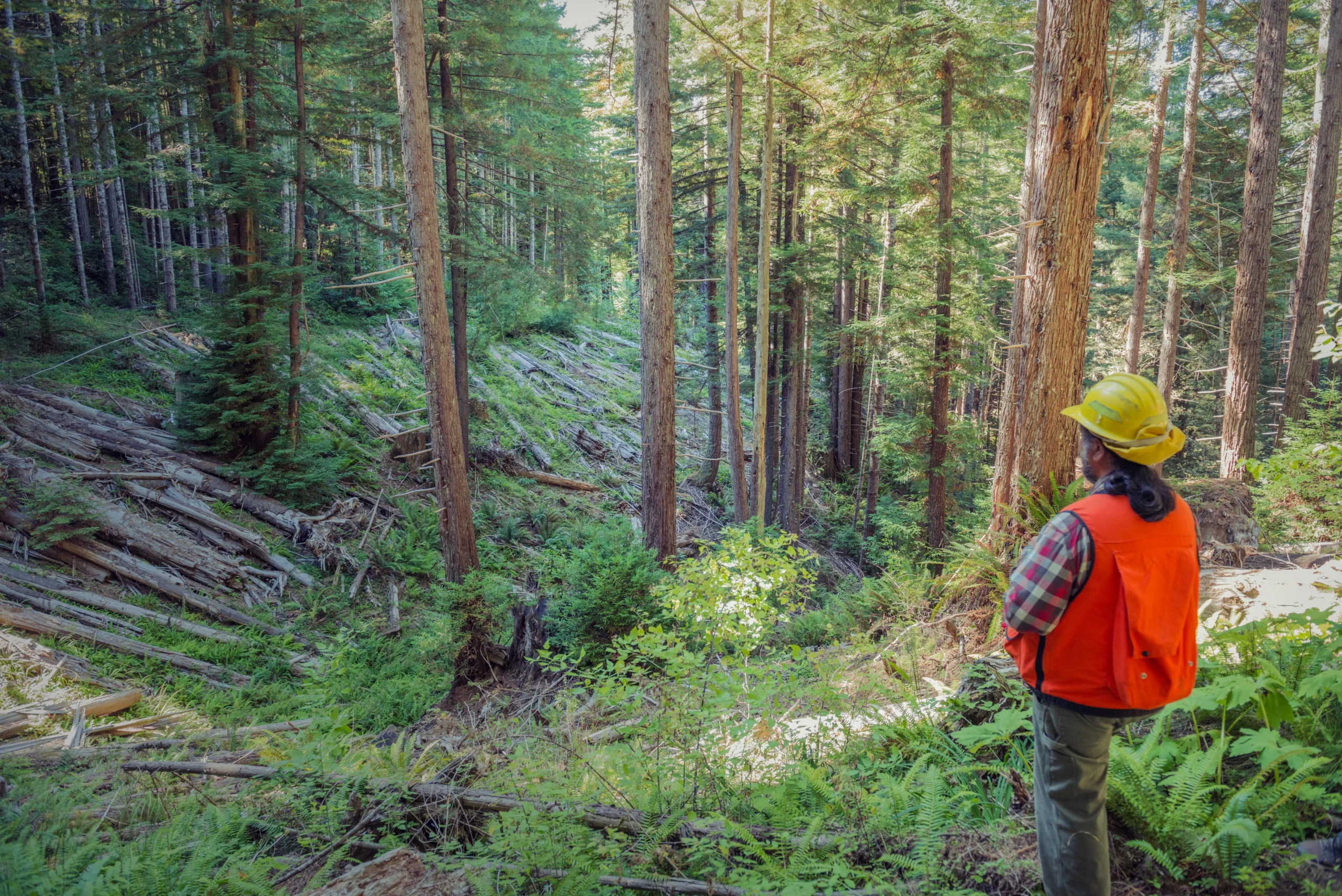 Site of road retirement Redwoods Rising