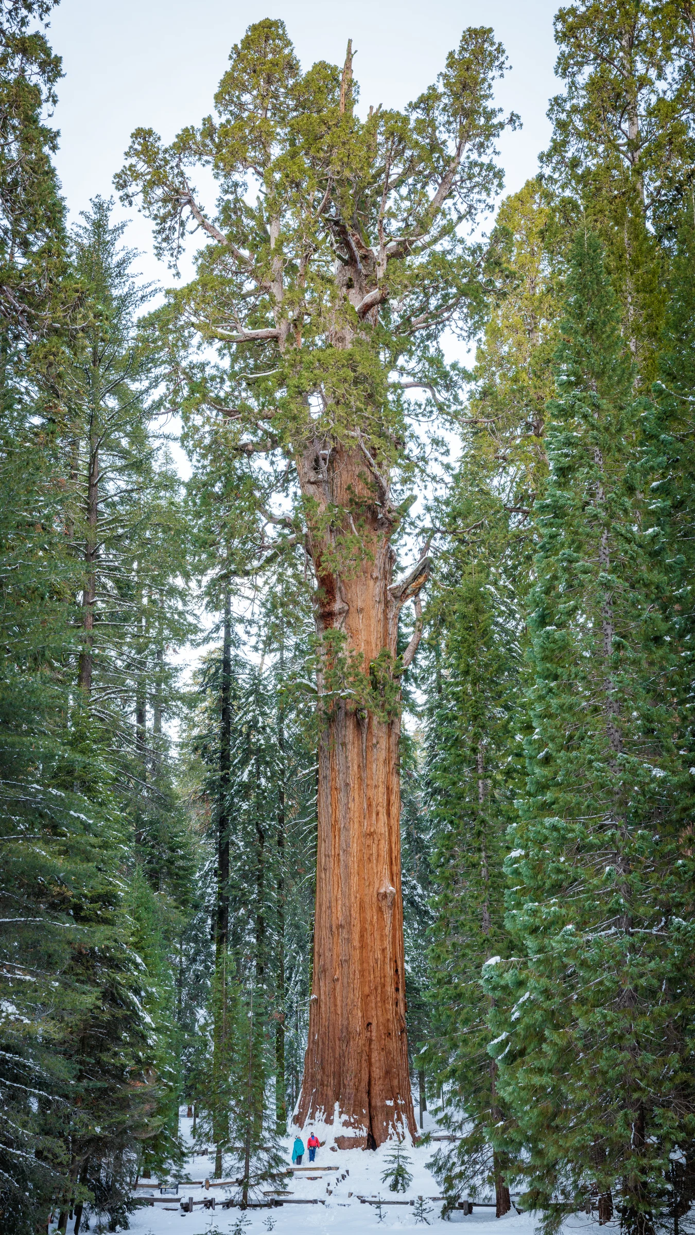 General Sherman Giant Sequoia