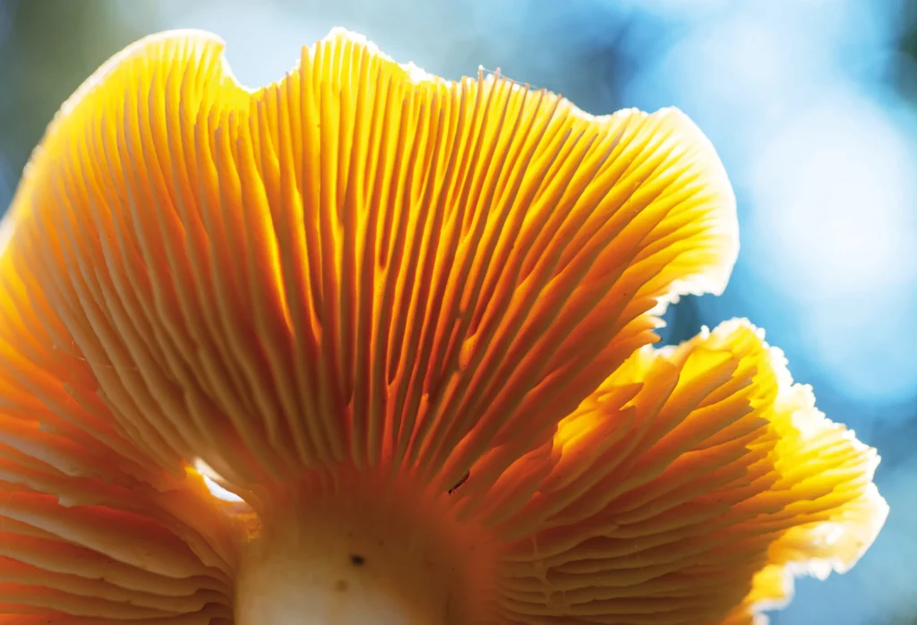 Saffron mushroom by shaunl;iStock Saffron mushroom gills