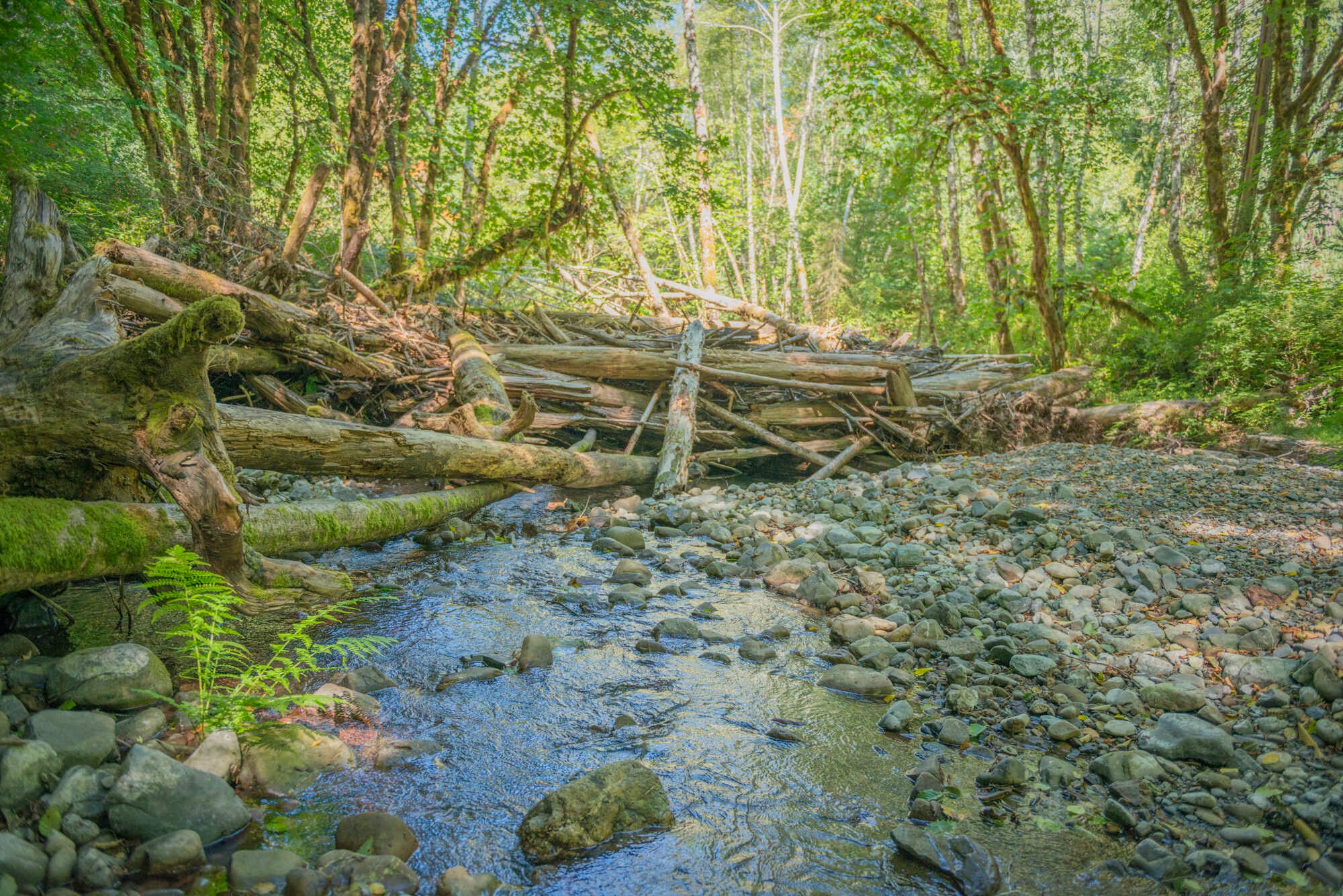 Crews add what's called large woody debris to creeks in the Mill