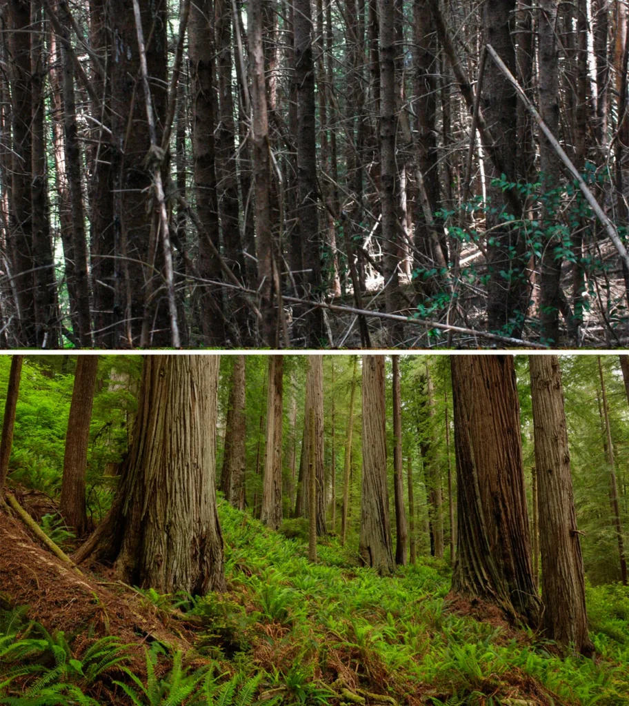two pictures, with the picture below showcasing a forest where trunks are thick and vegetation is green, and the photo above showcasing tall thin trees that are darkened with needles that poke out and no leaves