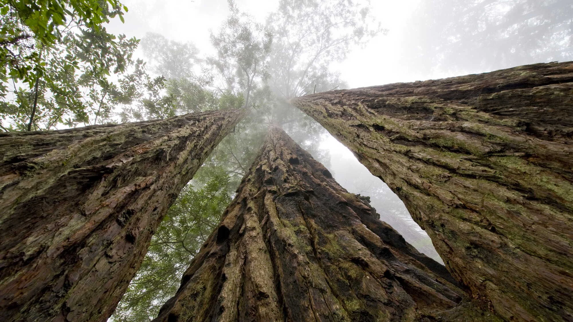 looking up at coast redwood trees