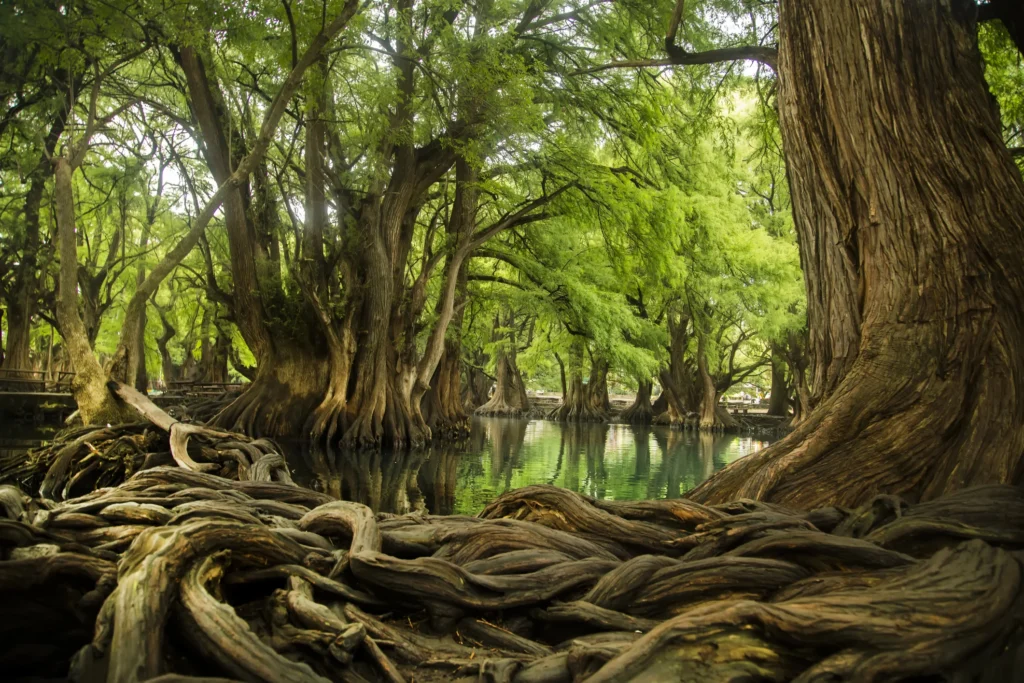 huge trees with twisty gnarled roots grow around a body of water