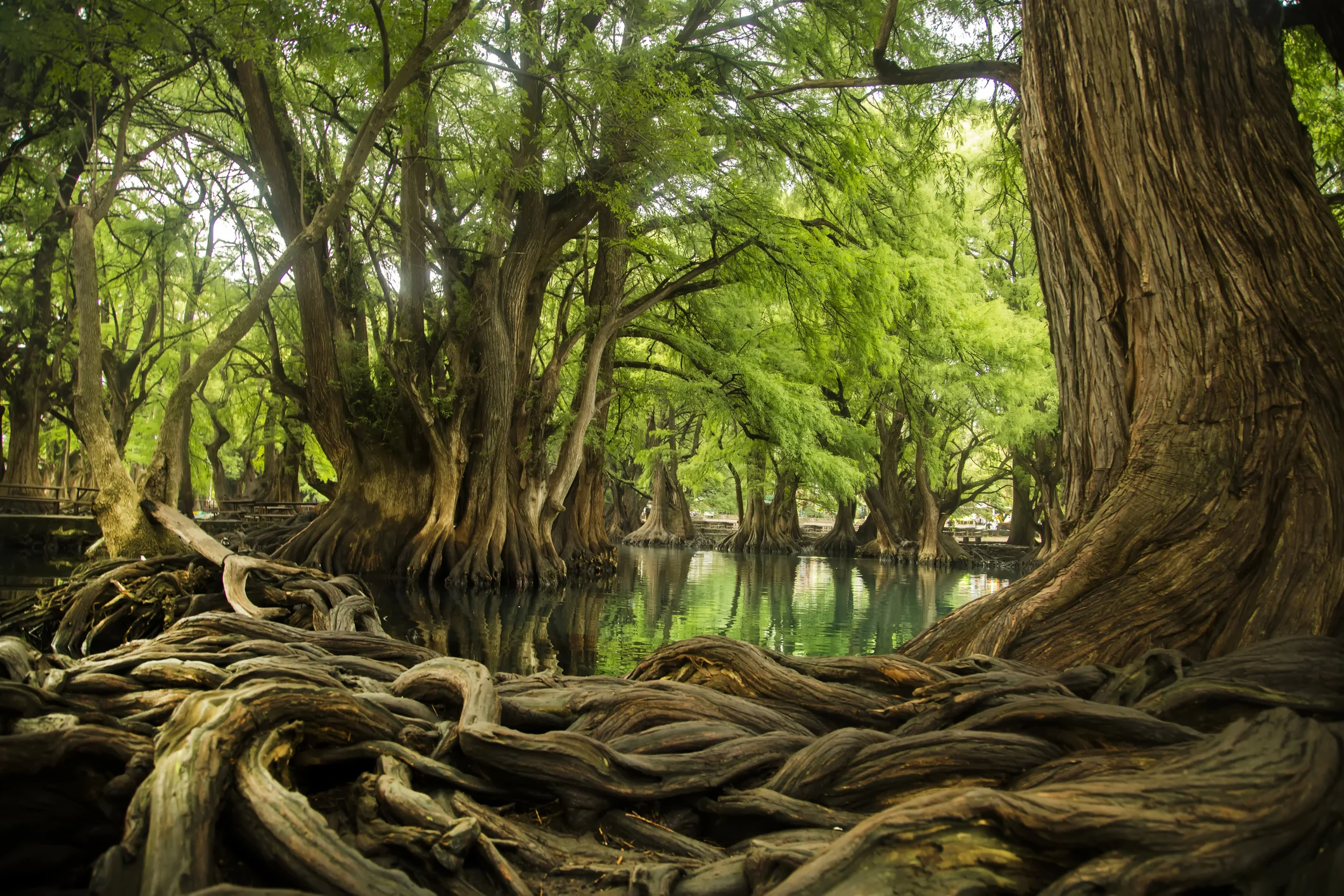 huge trees with twisty gnarled roots grow around a body of water