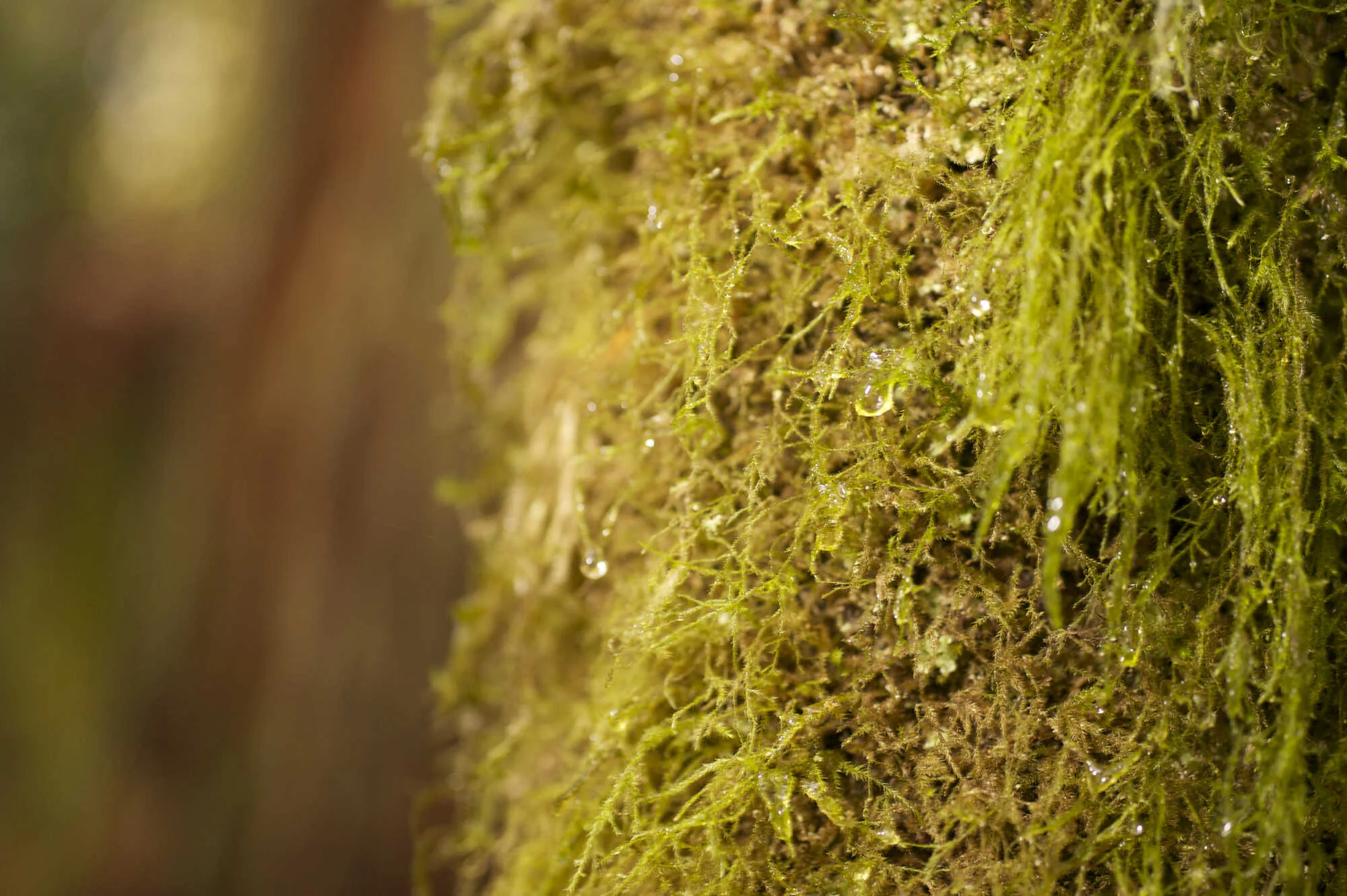 moss on redwood up close