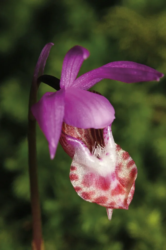 orchid by Walter Siegmund;Wikipedia Calypso Orchid up close