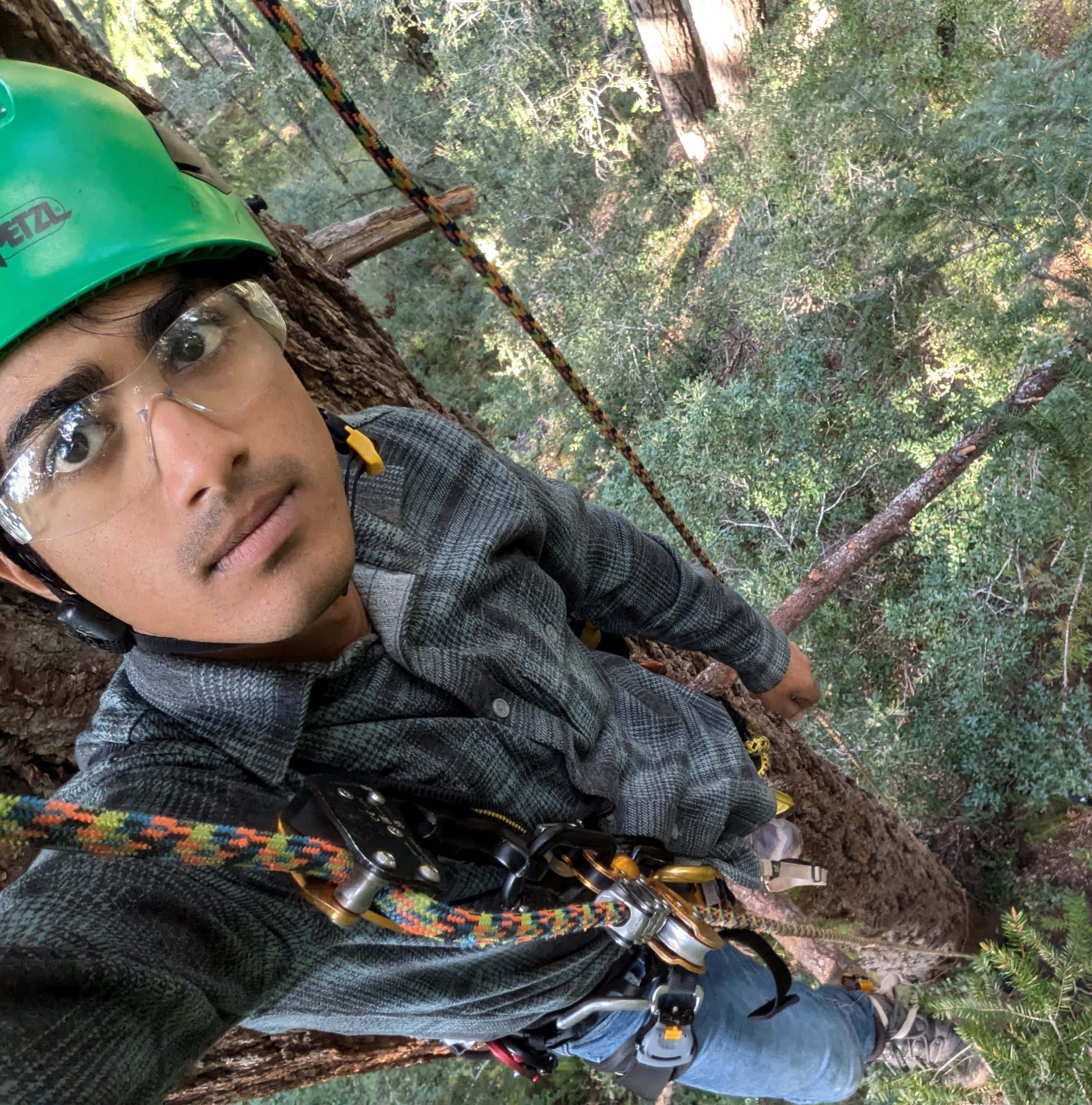 Young person in tree canopy high above ground below with research gear