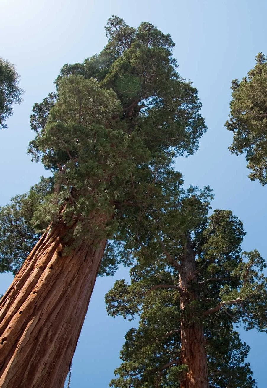 Giant sequoia treetops against a blue clear sky