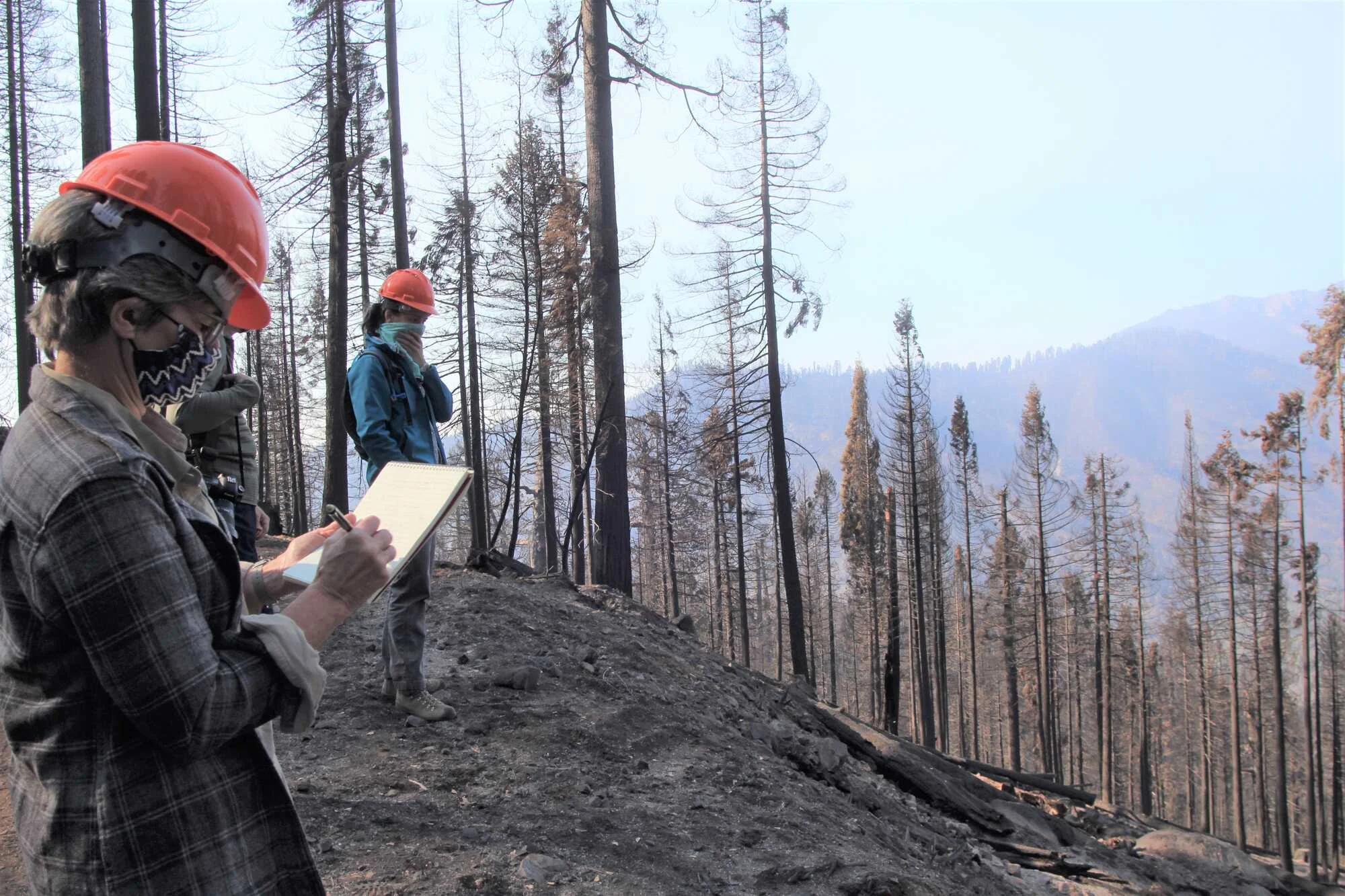Researchers inspecting post wildfire grove of giant sequoias.